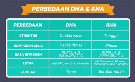 DNA dan Keragaman Manusia - Historia - wintechmobiles.com
