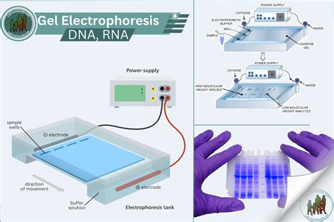DNA Gel Electrophoresis Fundamentals - Excedr - wintechmobiles.com