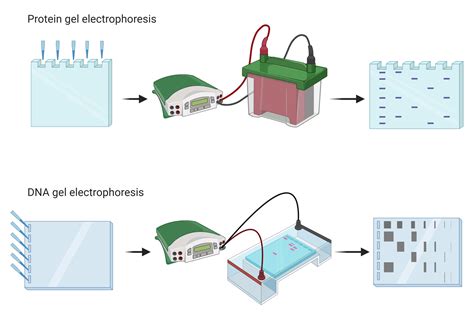 DNA Gel Electrophoresis - Thermo Fisher Scientific - US - wintechmobiles.com