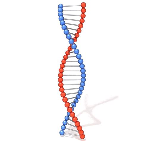 DNA IN 3D