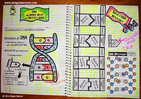 DNA Interactive Notebook Mrs Gs Classroom