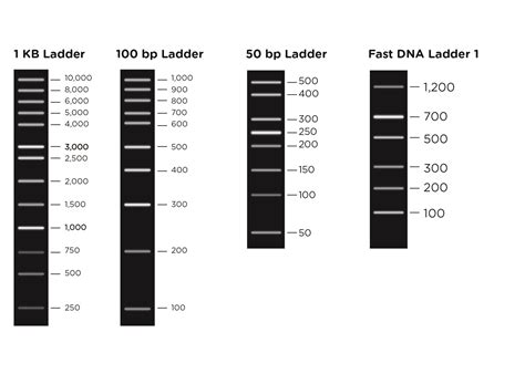 DNA Ladder Sides Unveiled: Key Components - Win Bastion - wintechmobiles.com