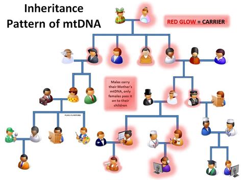 DNA MADE EASY[ISH] Inheritance Pattern of mtDNA. genealogy 