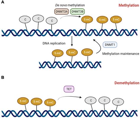 DNA Methylation Epigenetics - Life Science Research