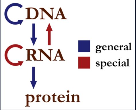 DNA Mutations Flashcards Quizlet