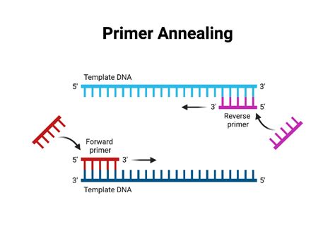 Dna Primer Annealing Diagram - muktibox.com