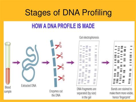 DNA Profiling in forensic genetics and anthropogenetics: Techniques ... - wintechmobiles.com