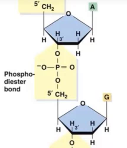 DNA Packaging Flashcards Quizlet