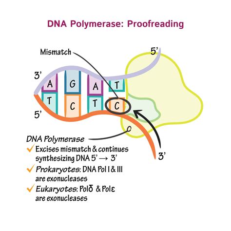 DNA Polymerases (exam 1) Flashcards Quizlet