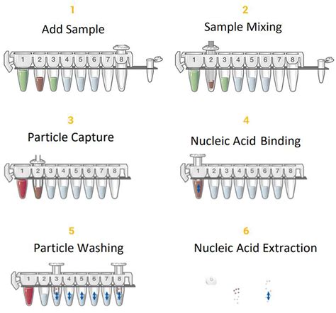 DNA Purification DNA Extraction Methods Promega / BAM …