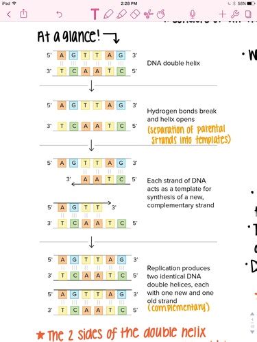 DNA Replication PRACTICE Flashcards Quizlet