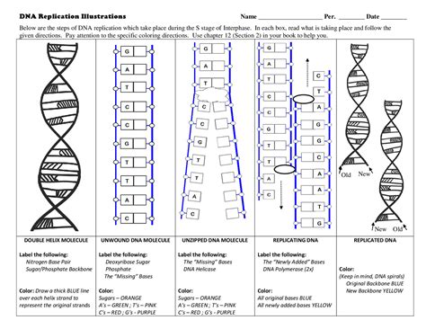 DNA Replication Worksheet Exercises Docsity
