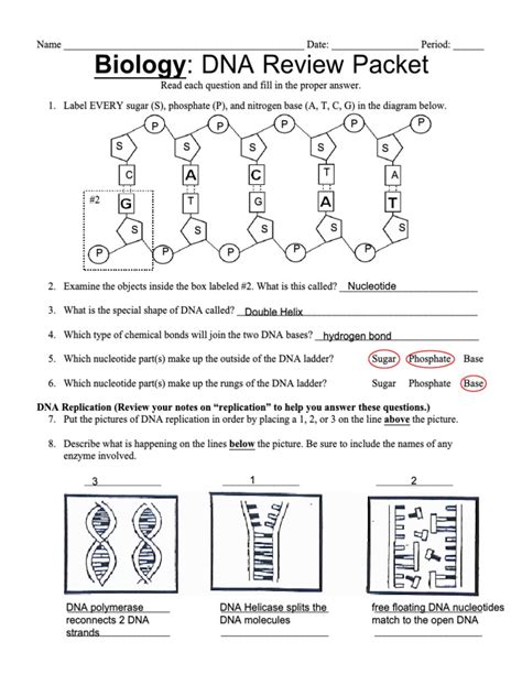DNA Review Worksheet Answer Key