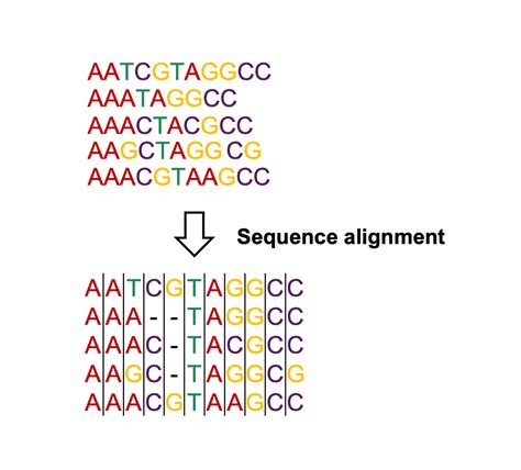 DNA Sequence Alignment and Phylogenetic Inferences ... - Springer - coolestguyplanet.net