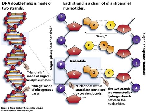 DNA Structure Visual.ly