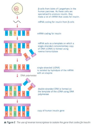 DNA Technology Flashcards | Quizlet - muktibox.com