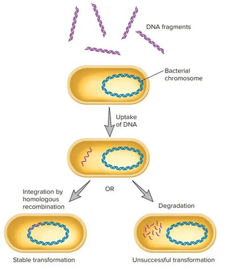 DNA Transformation Protocol - GenScript - muktibox.com