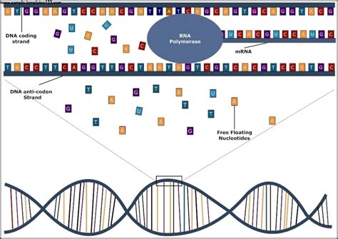 DNA Transcription Diagram Template Sample Templates
