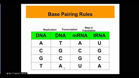 DNA base pair question help - YouTube