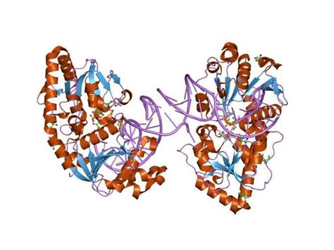 DNA beta-glucosyltransferase - Wikipedia