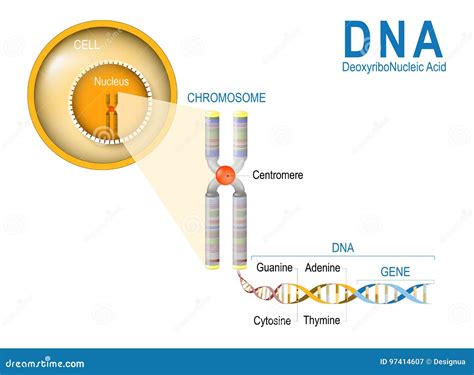 DNA cel