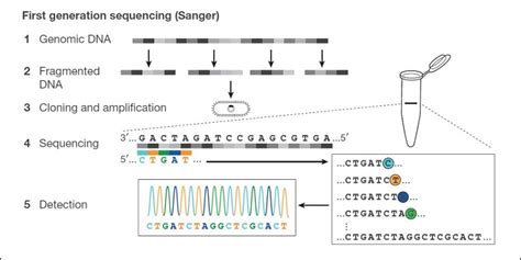 DNA sequencing at 40: past, present and future Nature