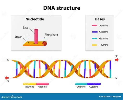 DNA structuur
