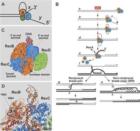 DNA unwinding by RecBCD enzyme and structure of the enzyme bound to a