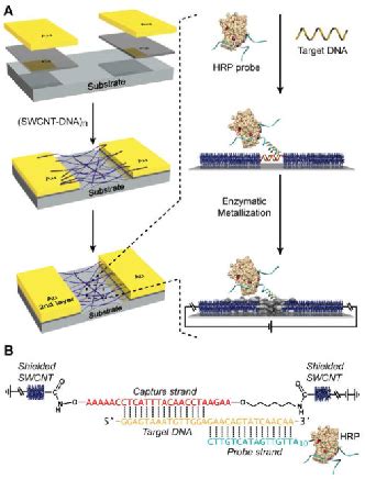 DNA-CNT Nanowire Networks for DNA Detection