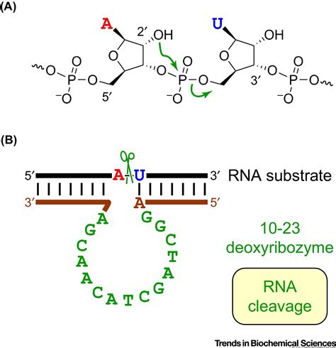 DNA-catalyzed sequence-specific hydrolysis of DNA