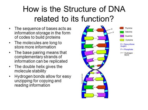 DNAStructure and function,Protein Synthesis Parker S AP bio 3rd period