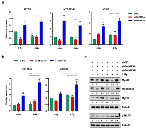 DNMT3A and DNMT3B Targeting as an Effective Radiosensitizing …