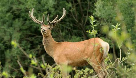 DNR wants in put on 2024 deer seasons - Point/Plover Metro Wire