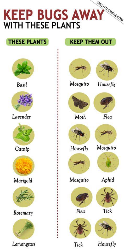 Do Onion Plants Keep Insects Away - raincitystudios.com