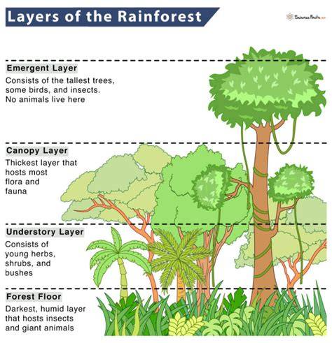 Do primary rainforest tree species recruit into passively and actively ... - raincitystudios.com