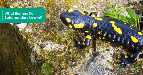 Do Salamanders Live In Florida - muktibox.com