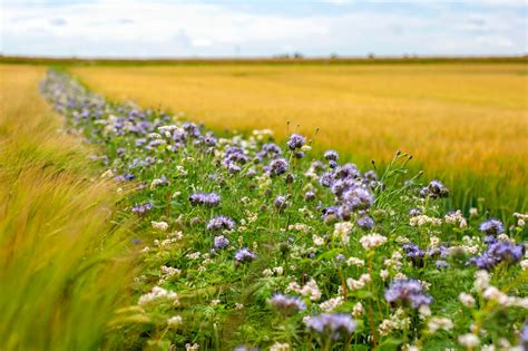 Do sown flower strips boost wild pollinator abundance and pollination ... - raincitystudios.com