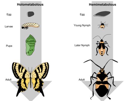 DO black widows have Complete or incomplete metamorphosis?