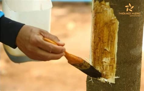 Documentary on Agarwood Inoculation | Science Behind Agar resin ... - raincitystudios.com