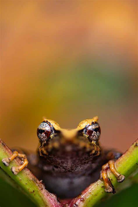 Documenting Biodiversity in Ecuador | The Biodiversity Group - raincitystudios.com