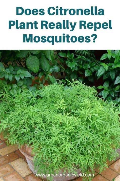 Does Citronella Plant Repel Mosquitoes – Effective Natural Mosquito ... - raincitystudios.com