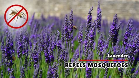 Does Lavender Keep Gnats Away - garden - raincitystudios.com