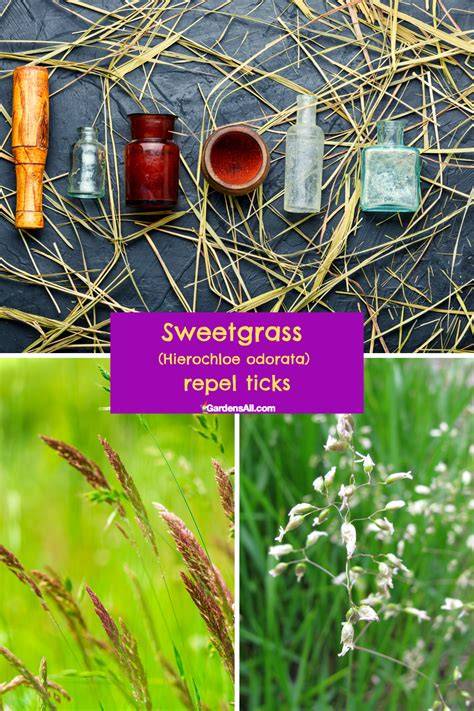 Does Sweet Grass Repel Ticks - raincitystudios.com