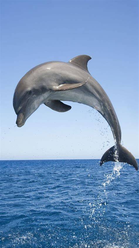 DOLPHIN ANTRAKSI - raincitystudios.com