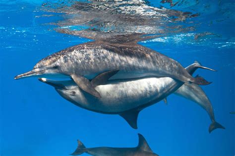 Dolphin Mating & Reproduction | Overview & Facts - muktibox.com