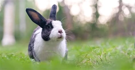 Domestic rabbit - muktibox.com