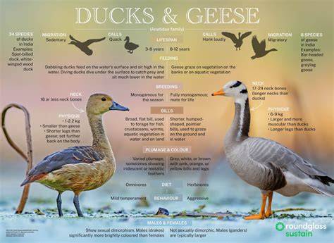 Domesticated geese and ducks--and allied species - raincitystudios.com