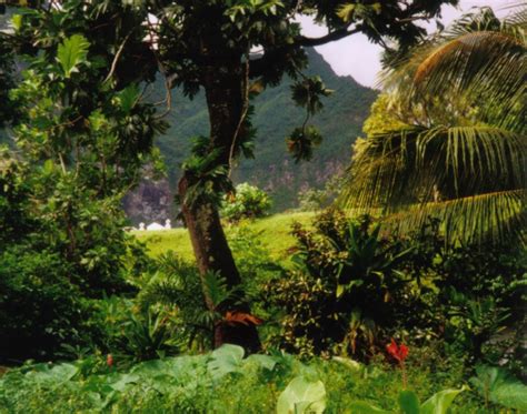 Domesticated plants and animals of Austronesia - wintechmobiles.com