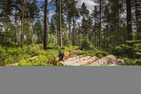 Don’t get stumped by timber terms: understanding the differences ... - raincitystudios.com