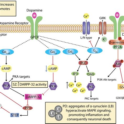 Dopamine: Functions, Signaling, and Association with - muktibox.com